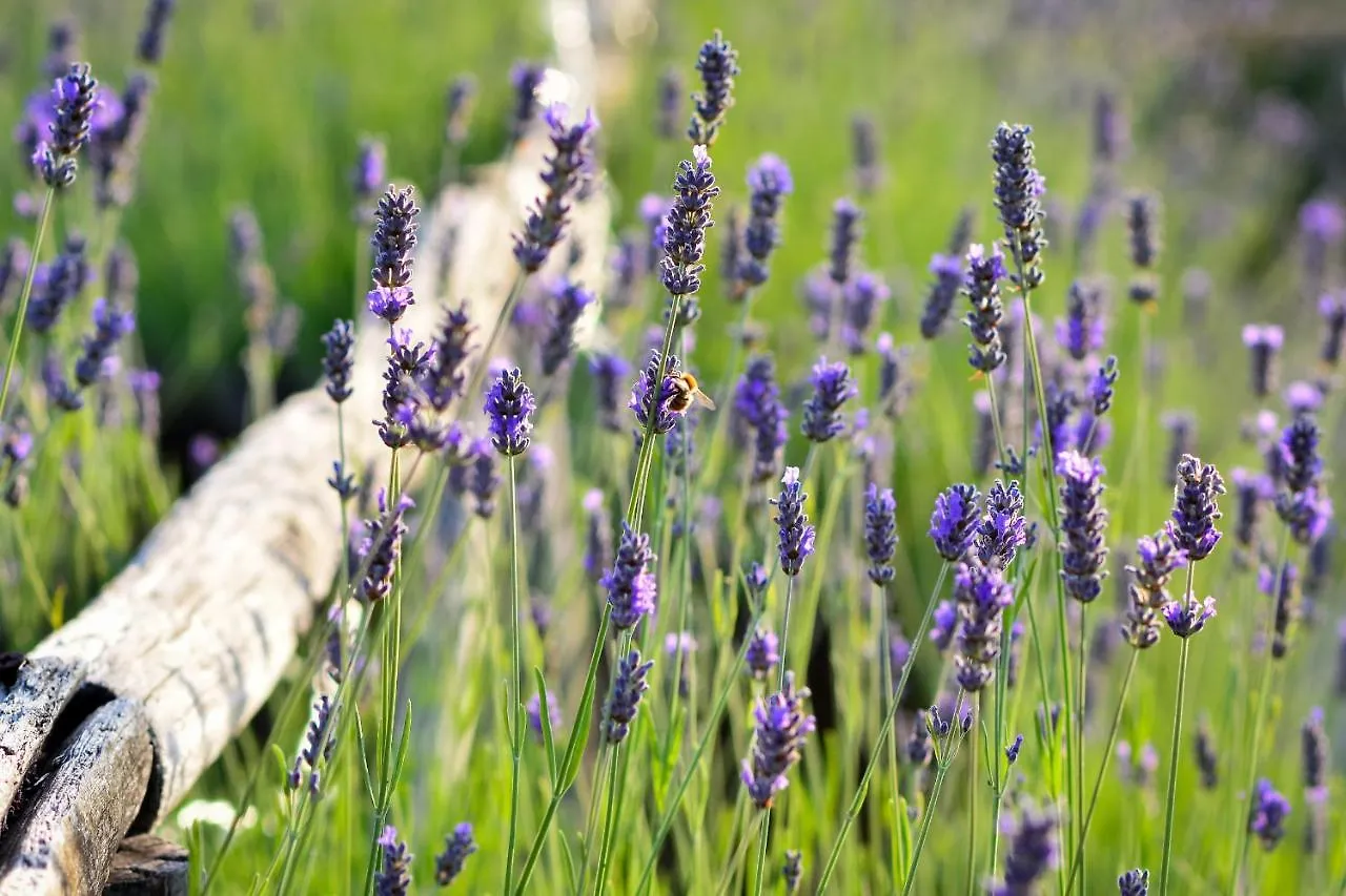 Country house Tenuta Sant'Ilario Guest House Gambassi Terme